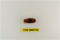 藏品(呼喚丑招潮蟹)的圖片